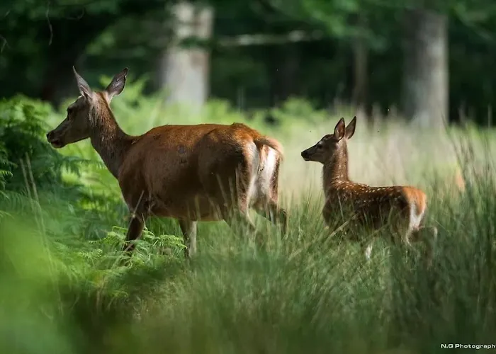 Maison Au Milieu Des Bois Et Des Animaux
