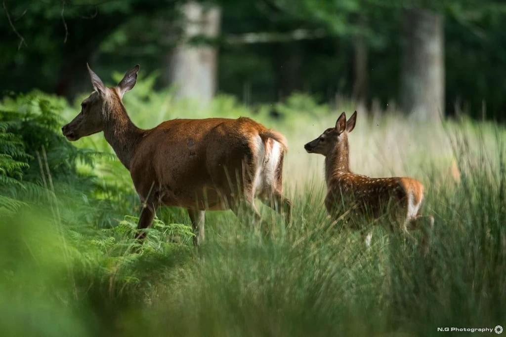 Maison Au Milieu Des Bois Et Des Animaux Chalet