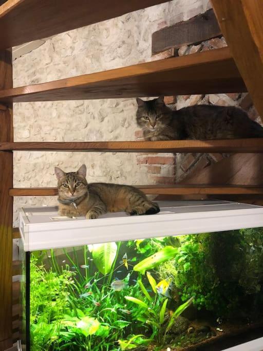 Maison Au Milieu Des Bois Et Des Animaux Chalet Jouy-le-Potier